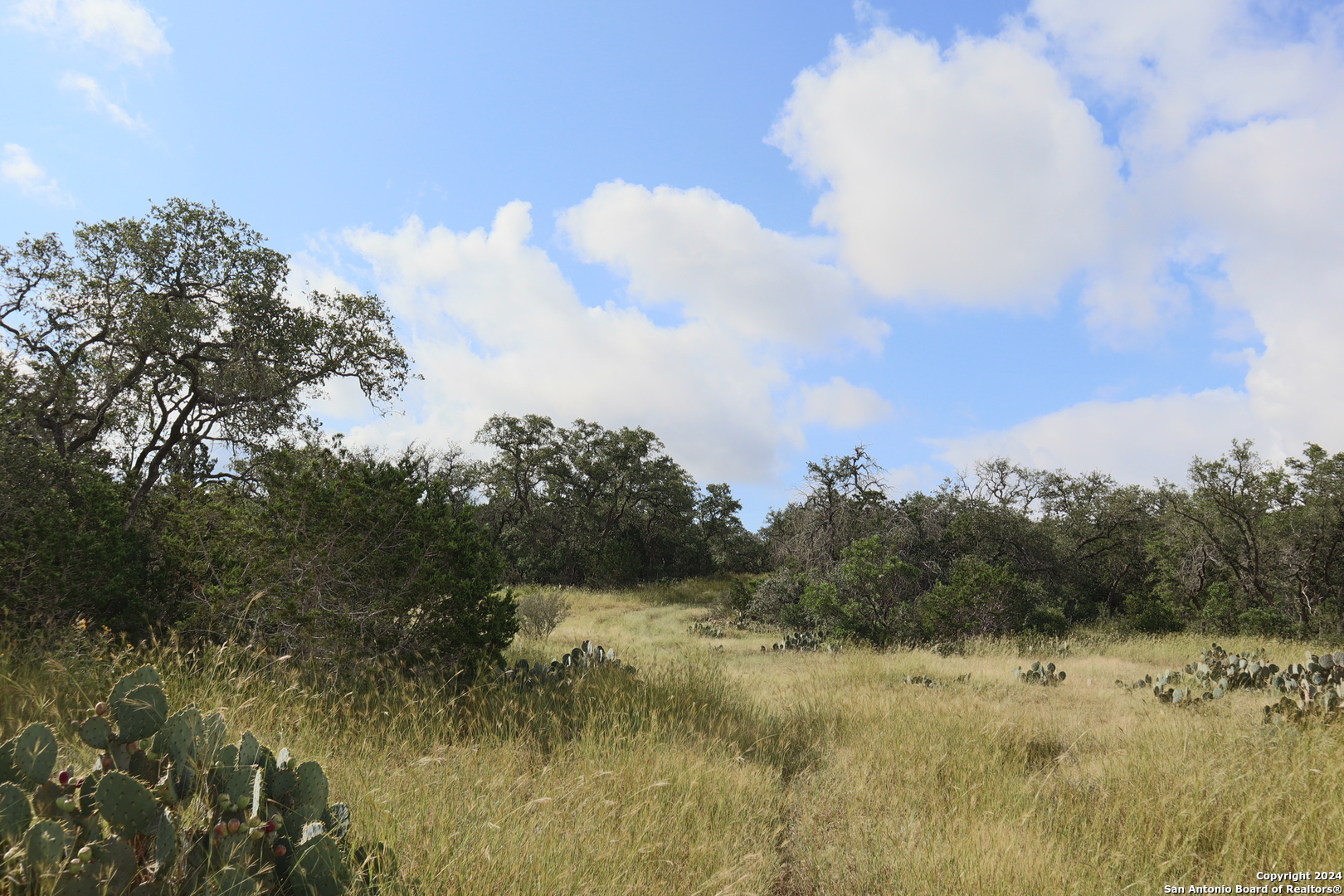 a view of a dry yard with trees