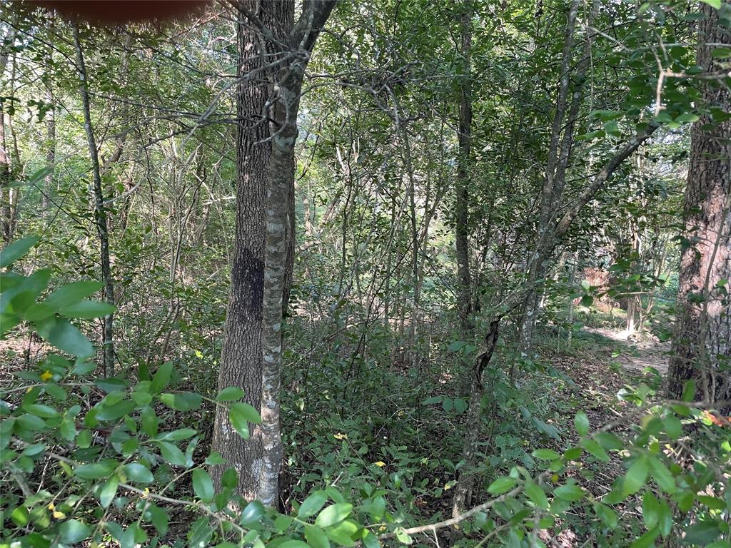 a view of a forest with trees