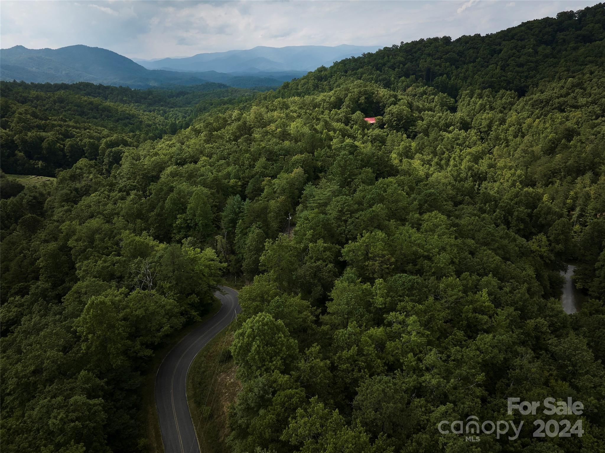 a view of a forest with a street