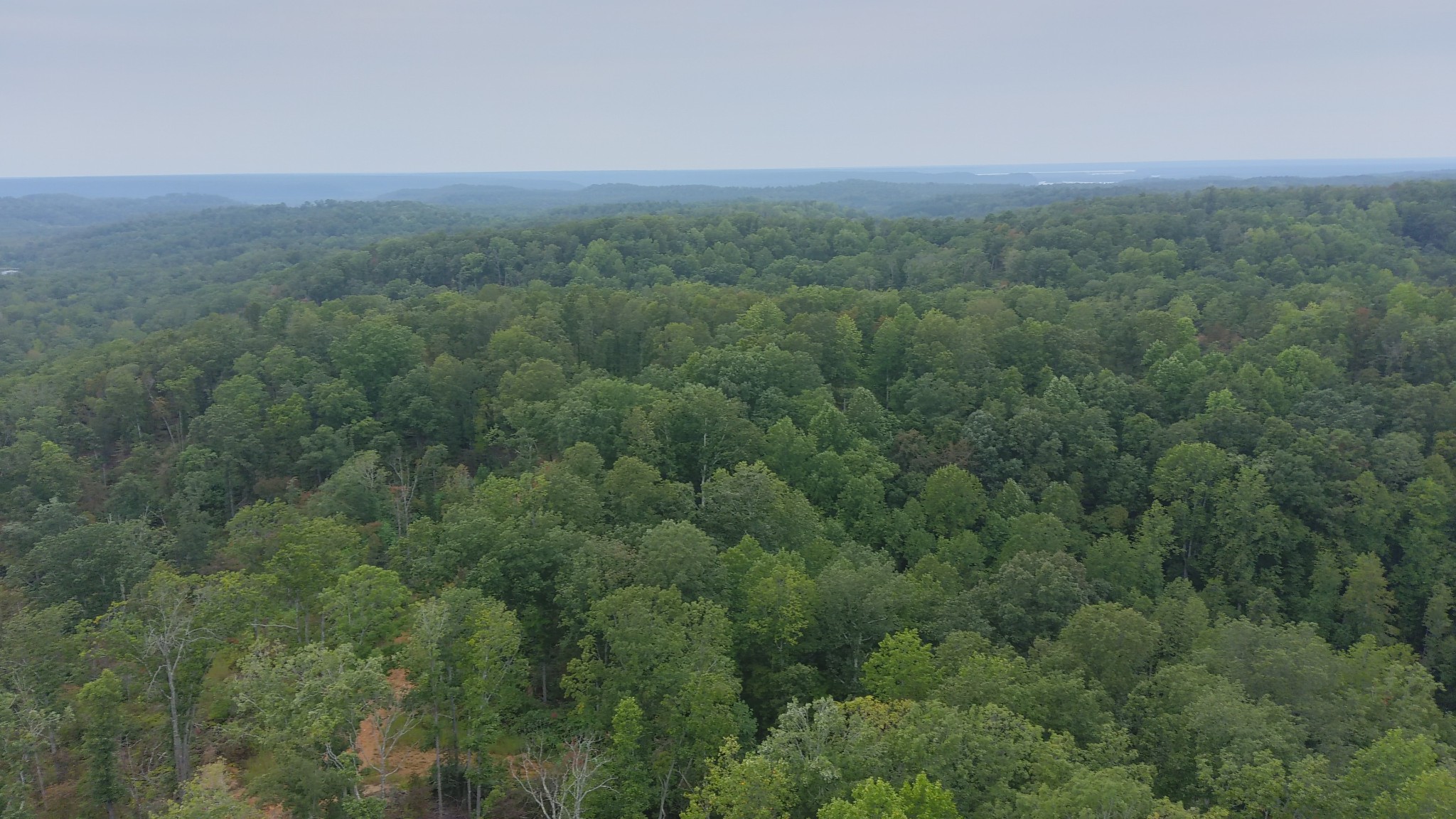 a view of a field of grass and trees