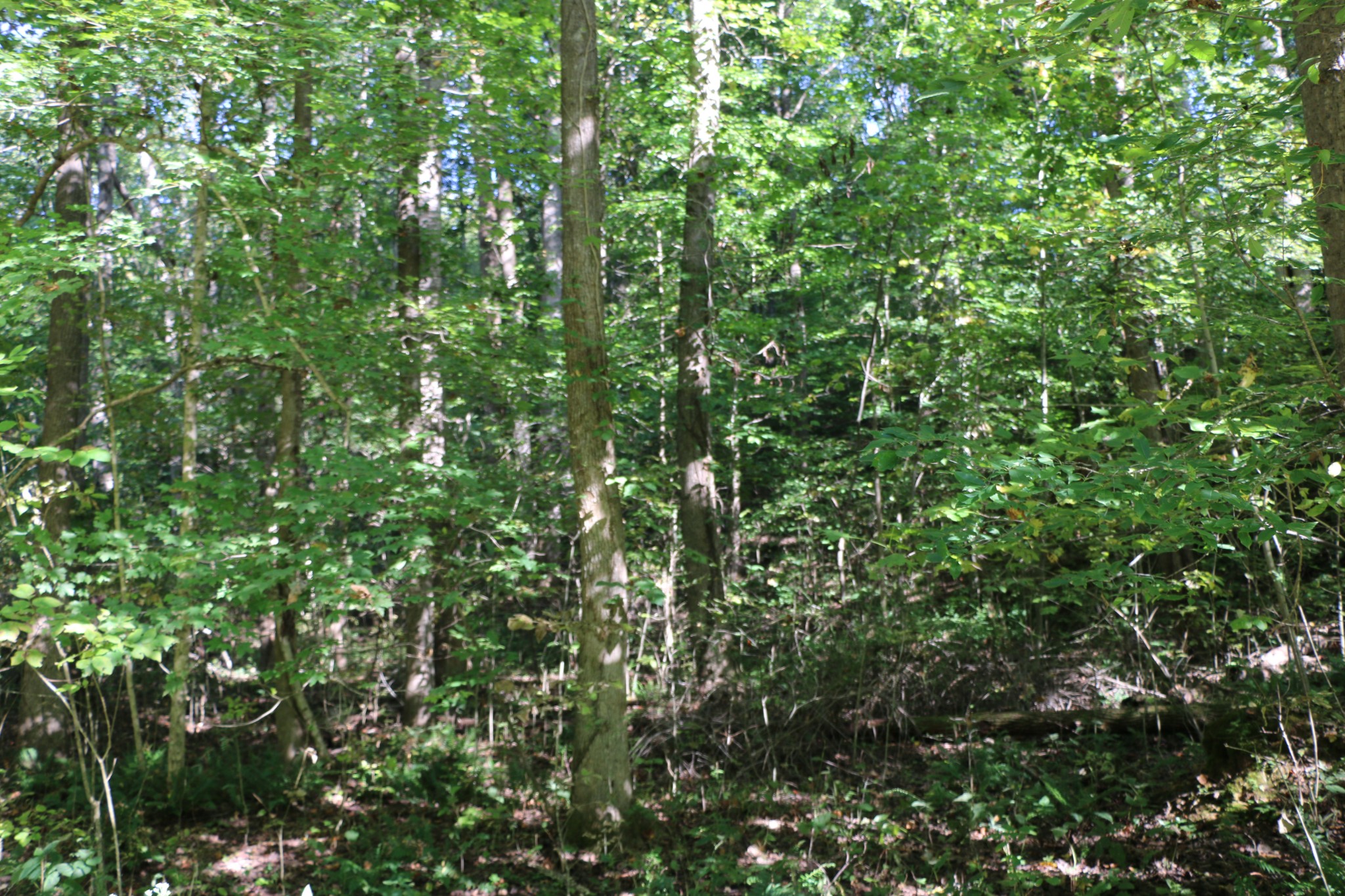 a view of a lush green forest