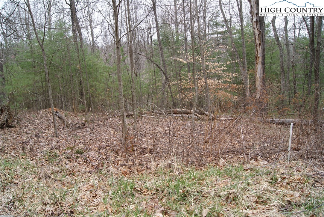 a view of a forest with trees in the background