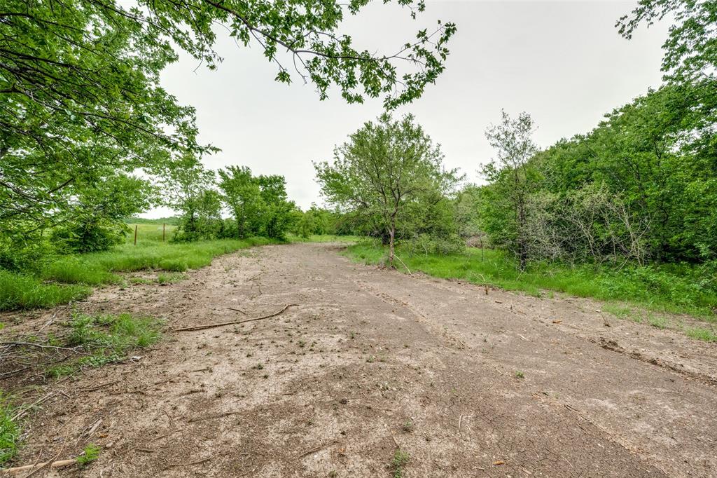 a view of a dirt road with a large trees