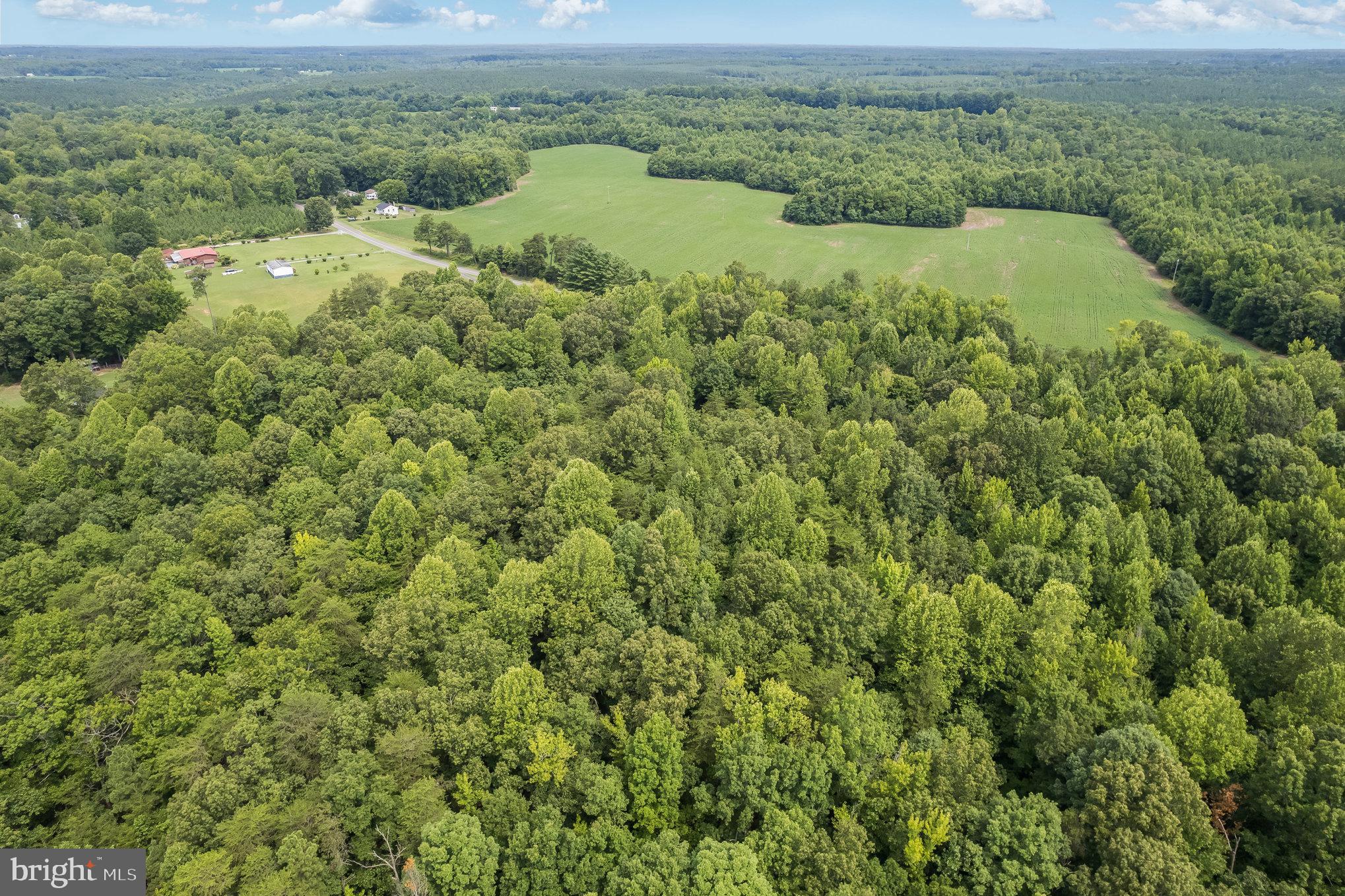 a view of a lush green forest with a lake and trees