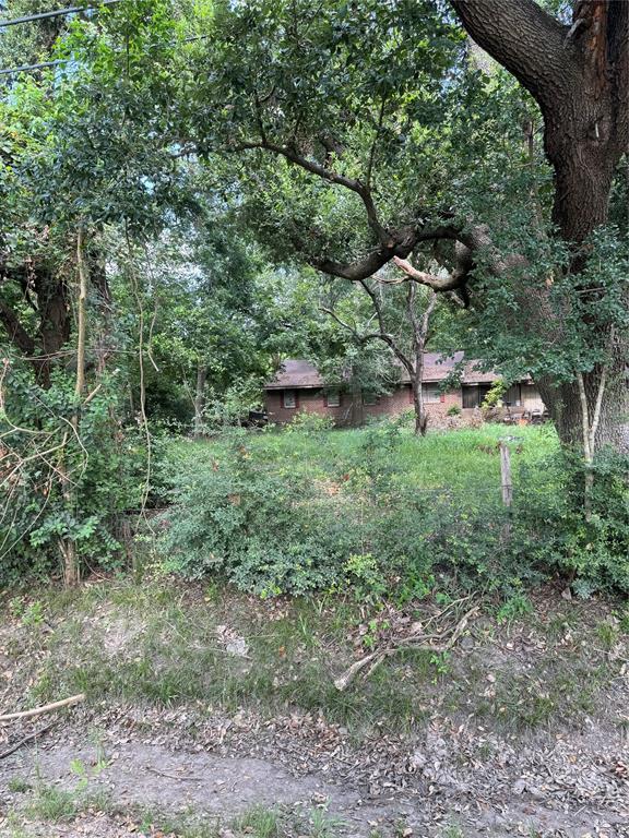 a view of a lush green forest