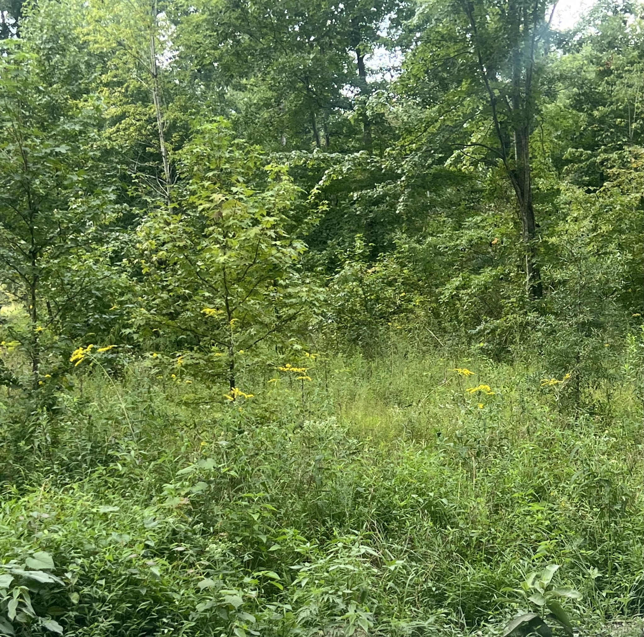 a view of a lush green forest