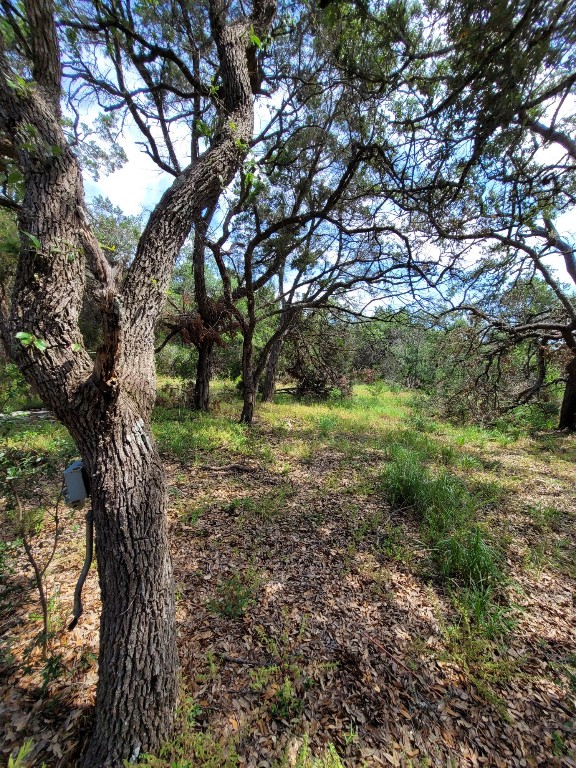 a view of a yard with a tree