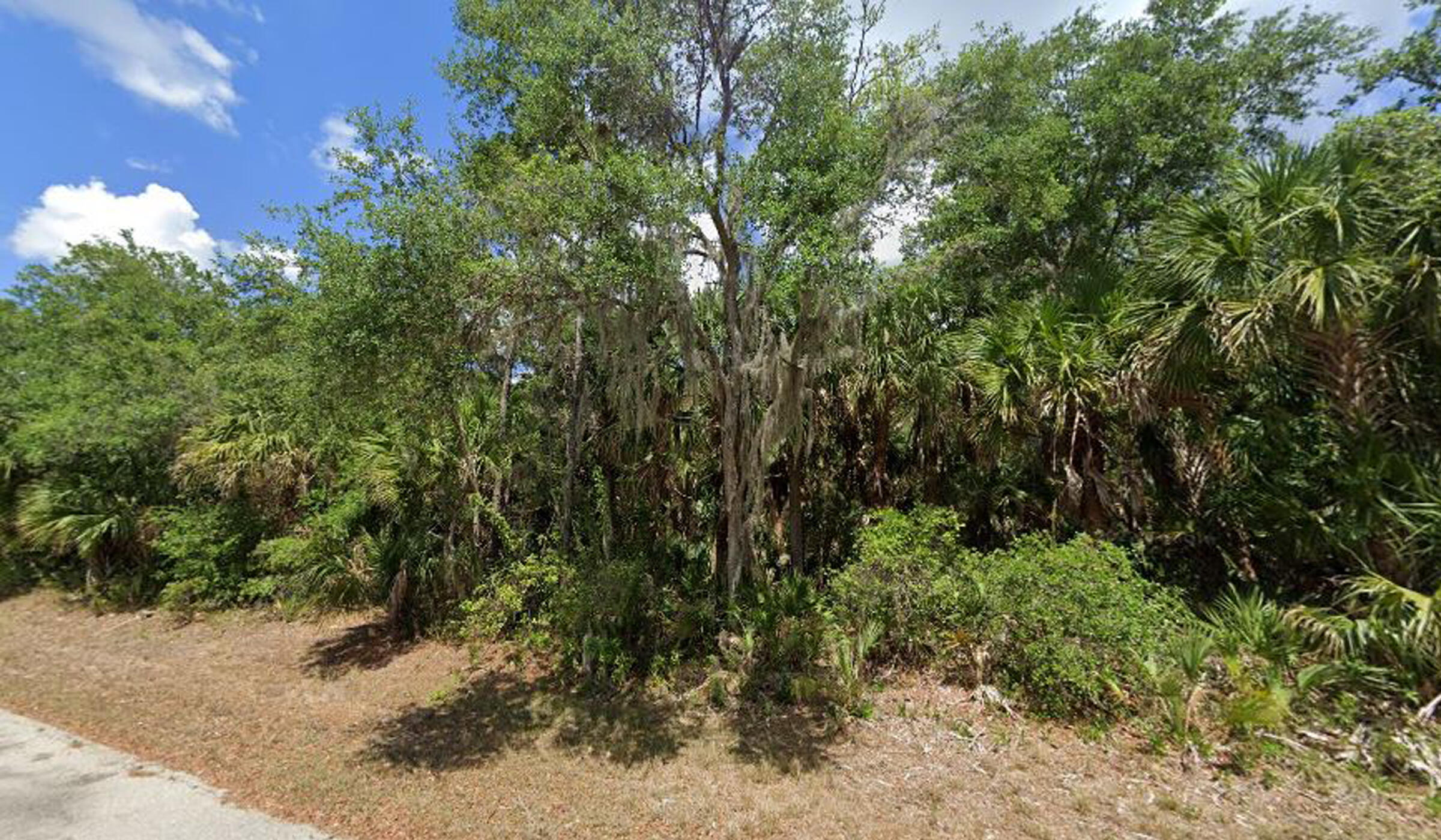 a view of a yard with plants and large trees