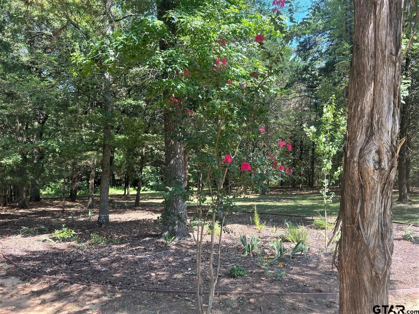 a view of a flower in a yard