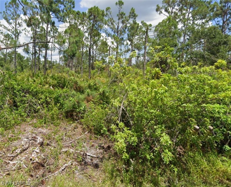 a view of a lush green forest