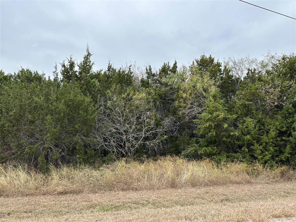 a view of a yard with large trees