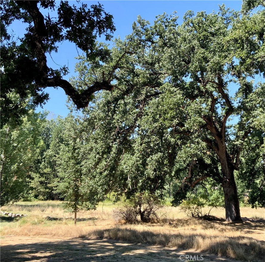 a view of a yard with a tree