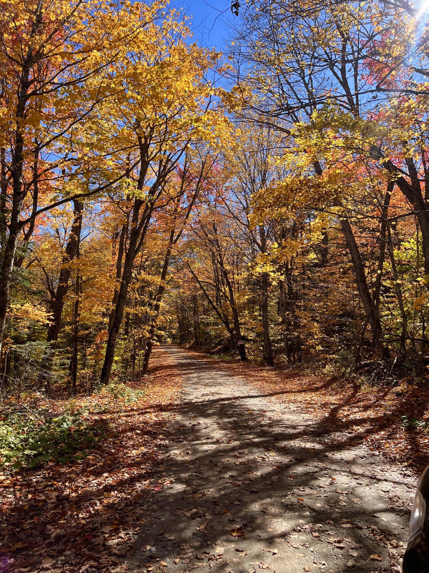 Autumn Views