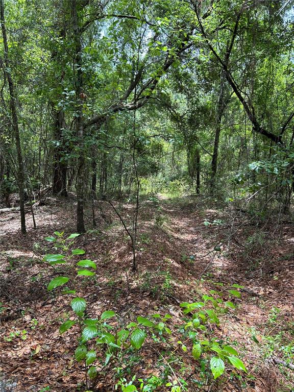 a view of a forest with trees