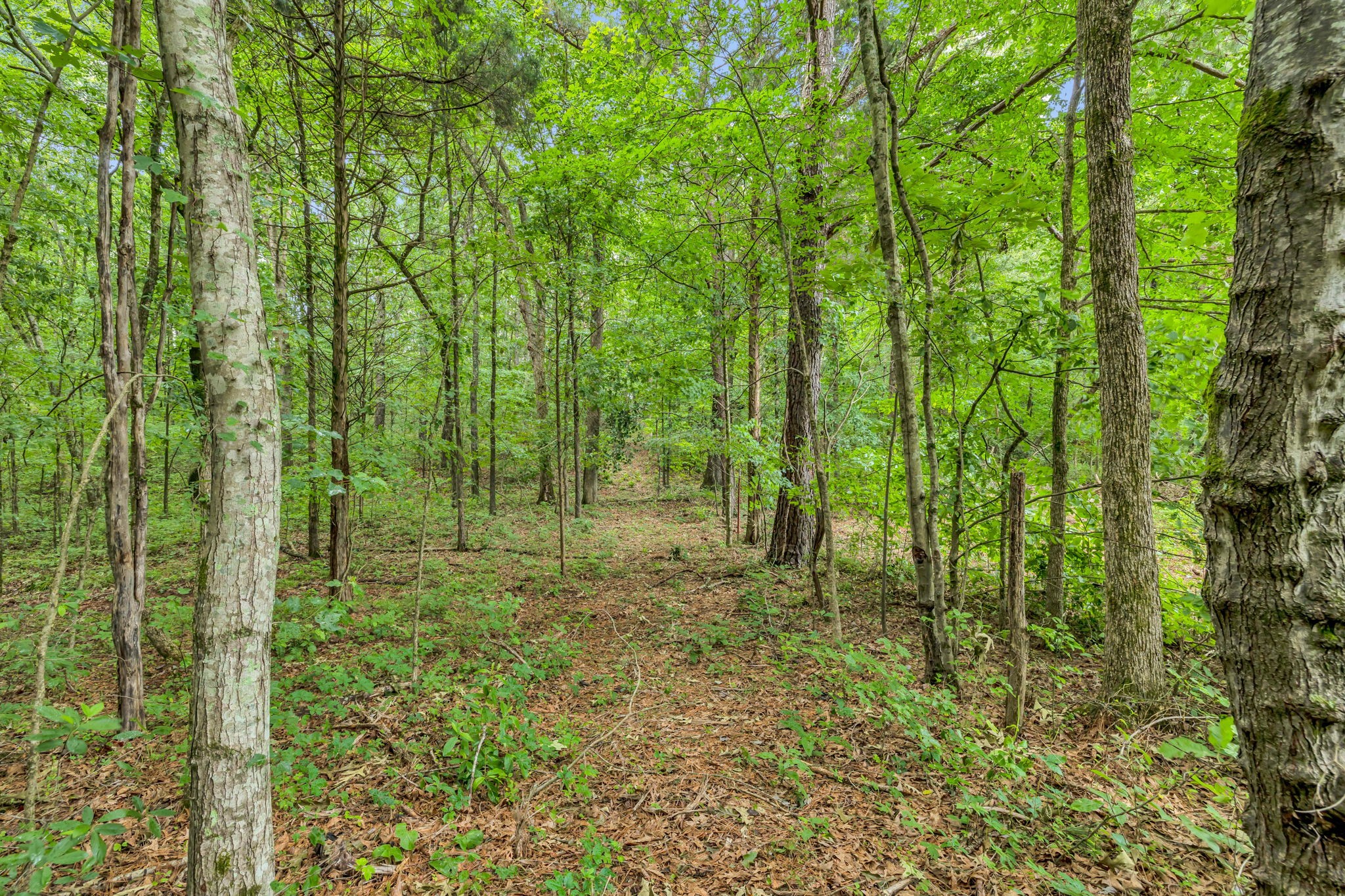 a view of a lush green forest