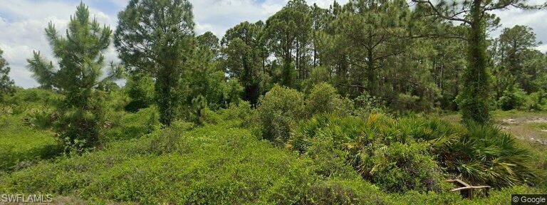 a view of a lush green forest