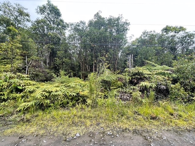 a view of a garden with plants