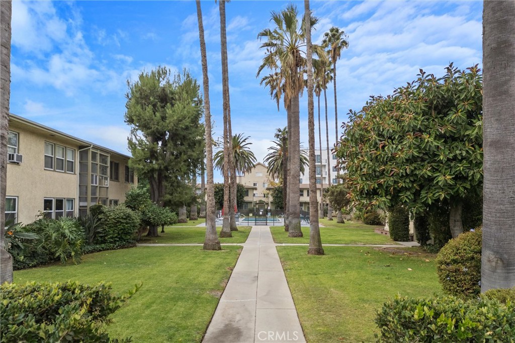 a view of a yard with palm trees