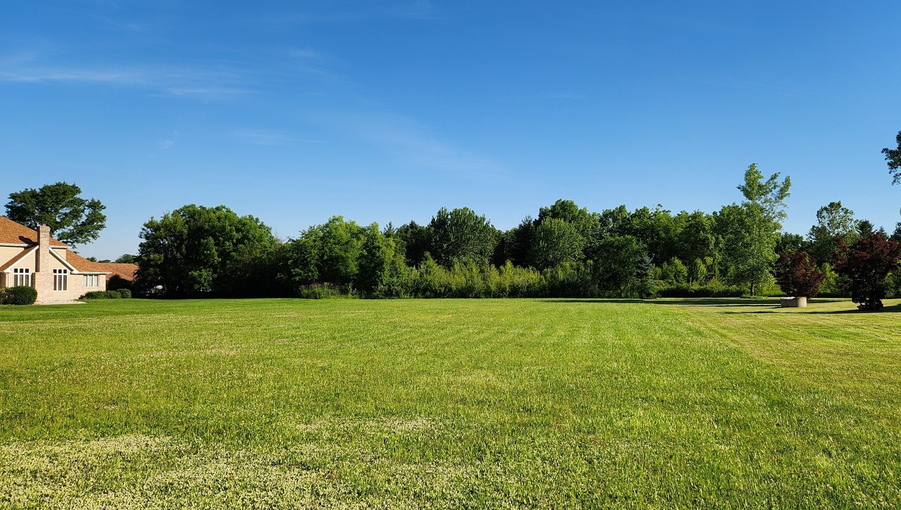 a view of field with tall trees