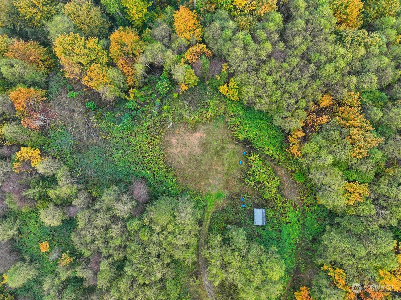 a view of a forest