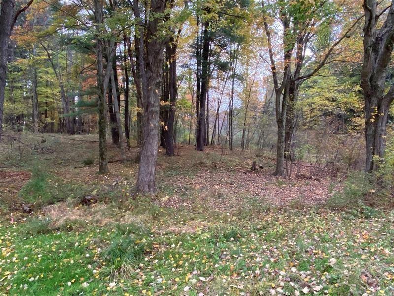 a view of a forest with trees in the background