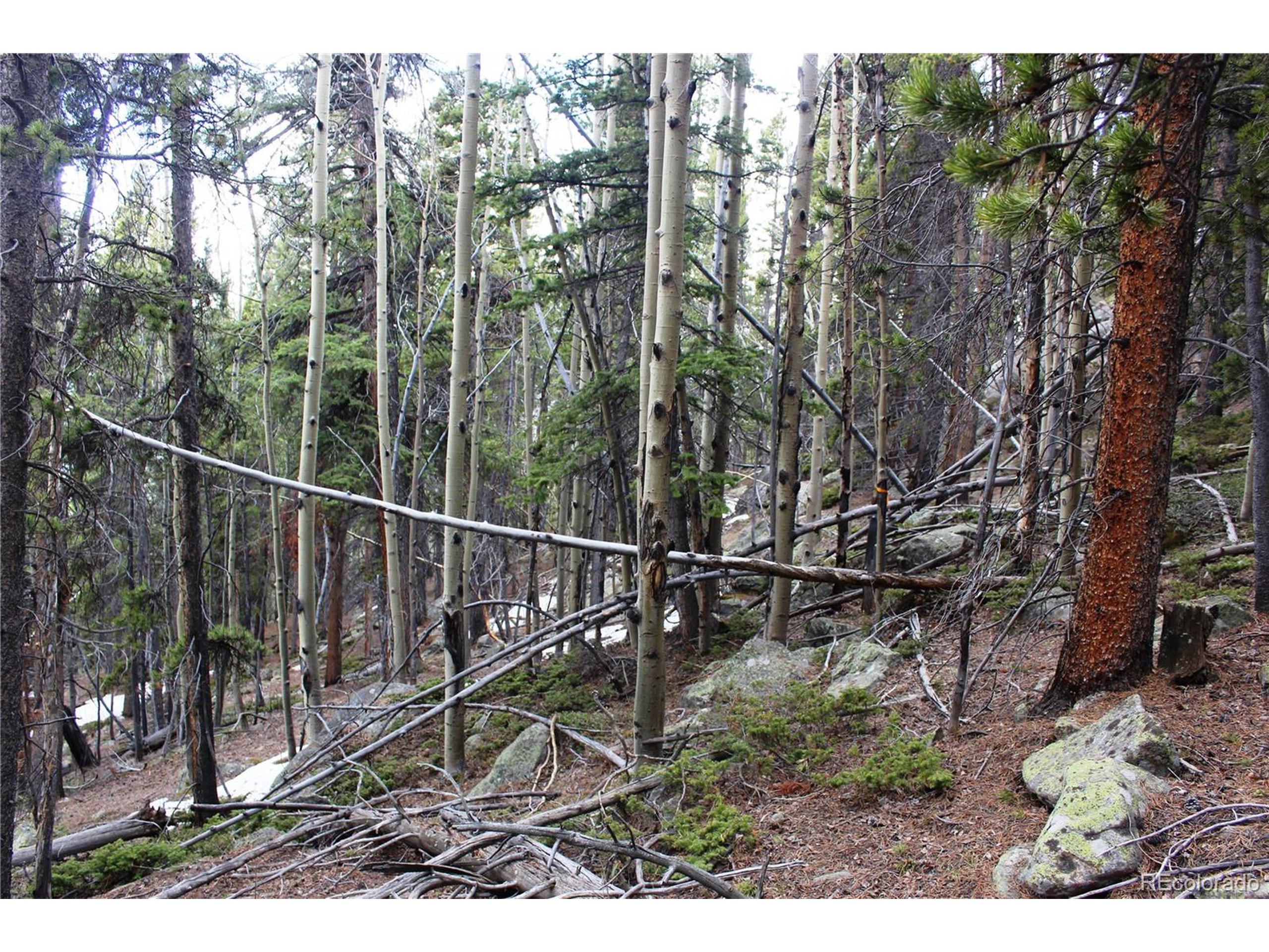 a view of a forest with a bench and trees