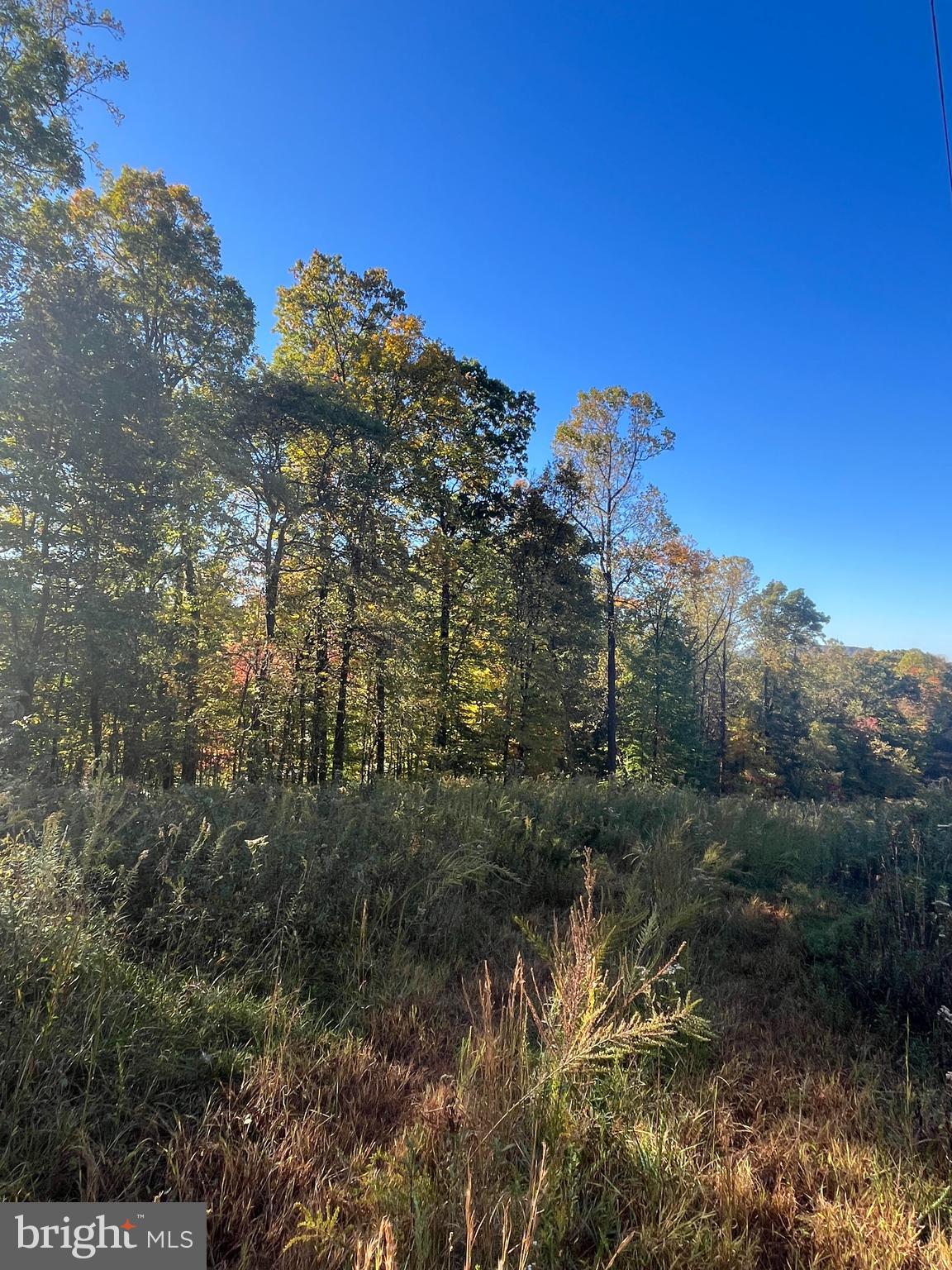 a view of a houses of a forest