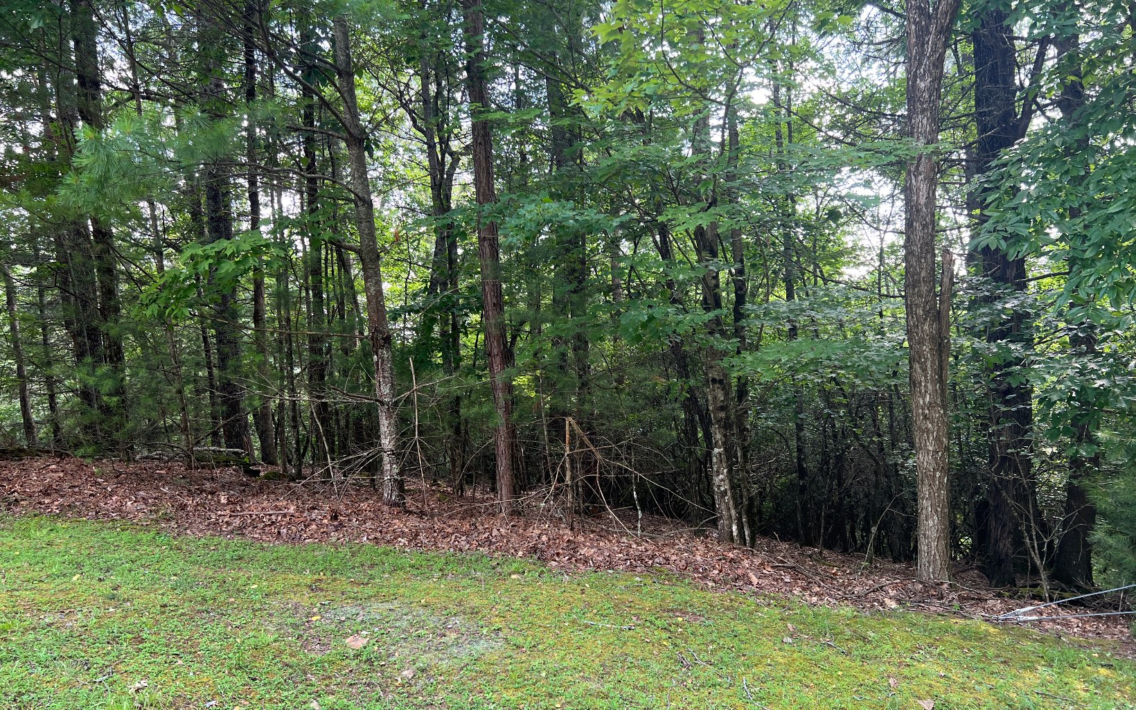 a view of backyard with green space