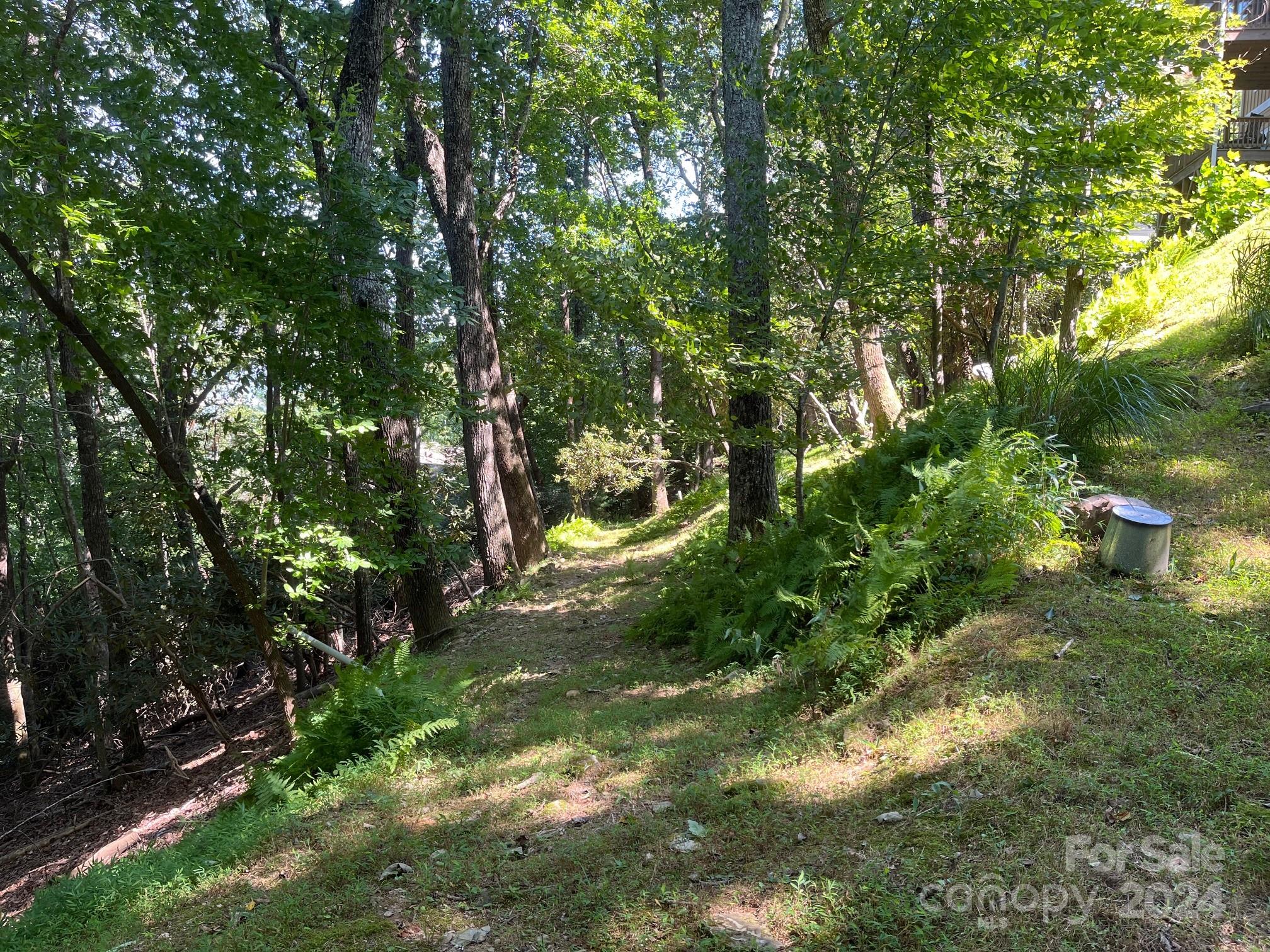 a lush green forest with lots of trees