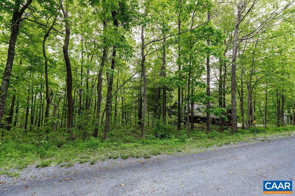 a view of a forest with trees