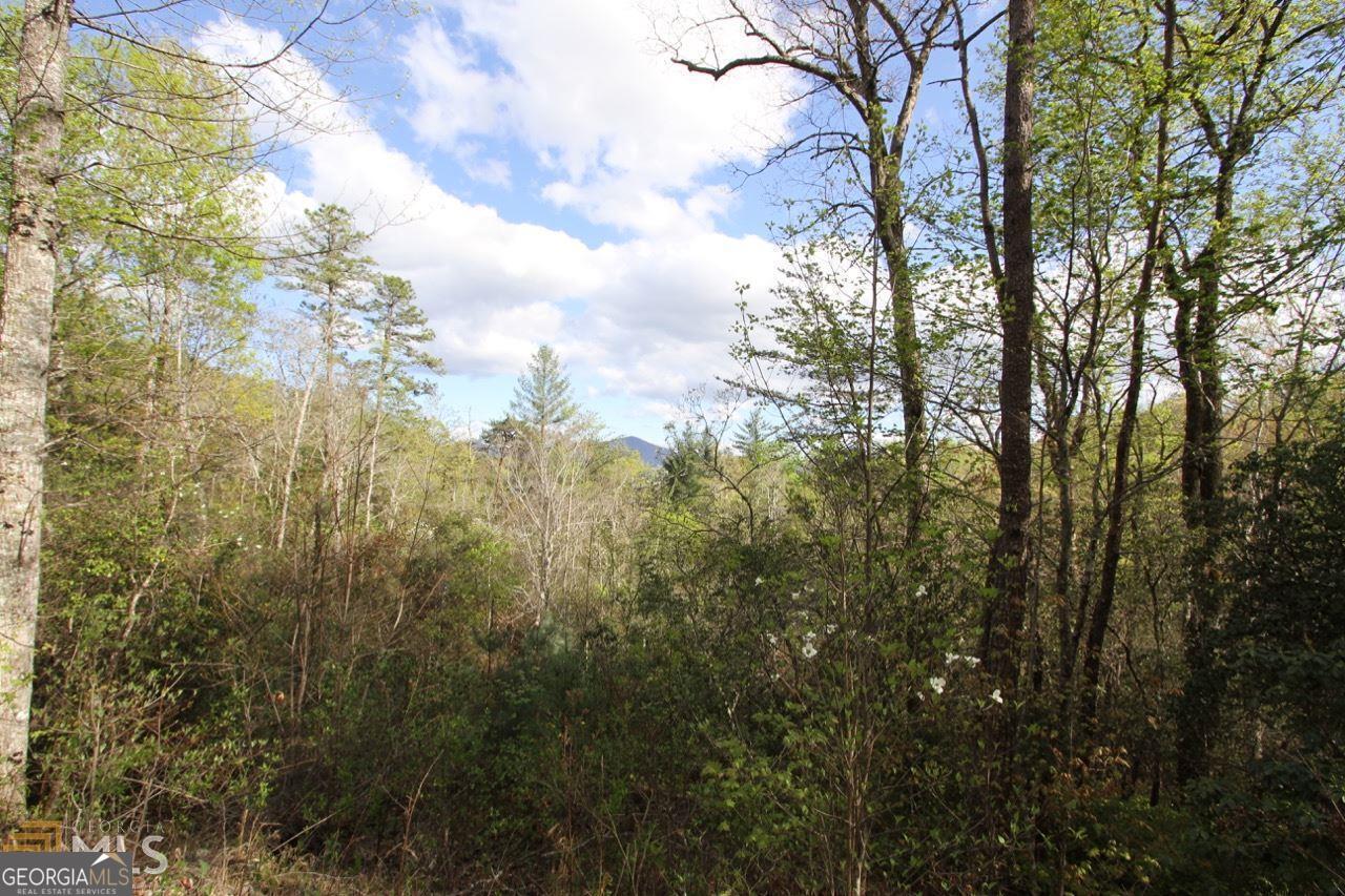 a view of a forest with lots of trees