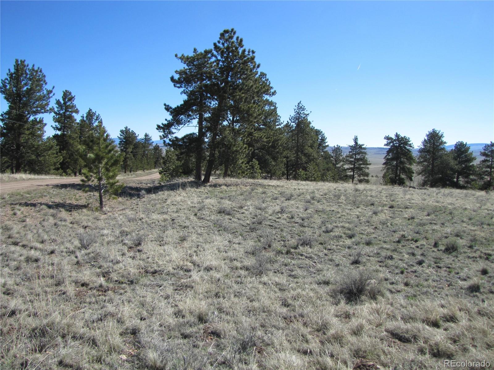 a view of a dry yard with trees in the background