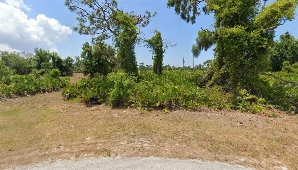 a view of a dry yard with plants and trees