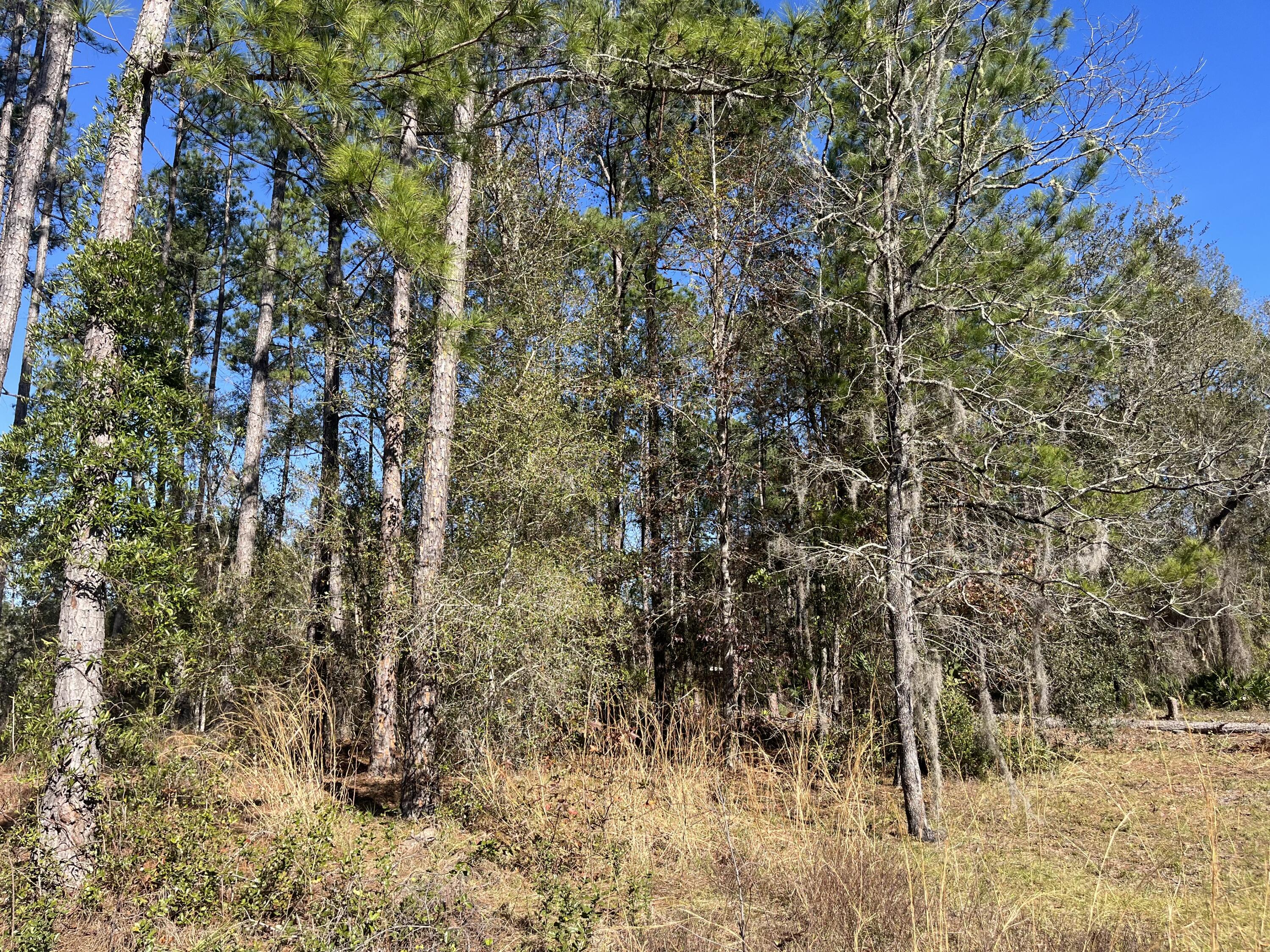 a view of a yard with trees