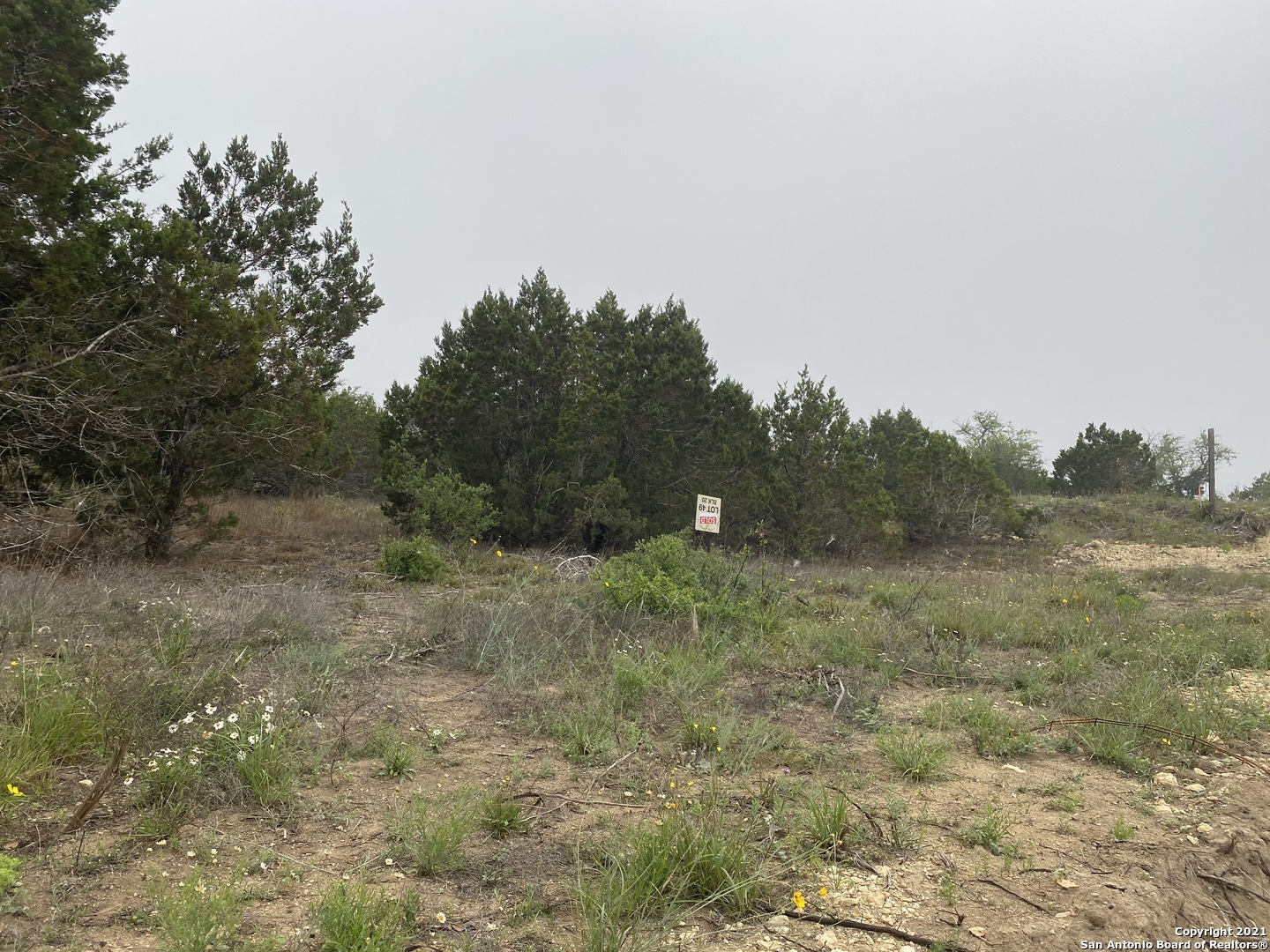 a view of a dry yard with trees