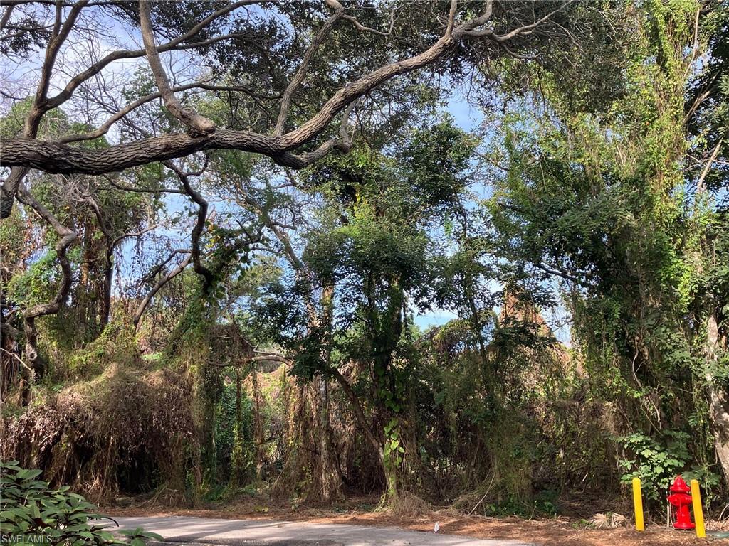 a view of a tree next to a road