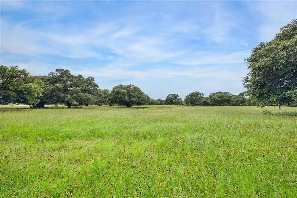 a view of yard with grass and trees