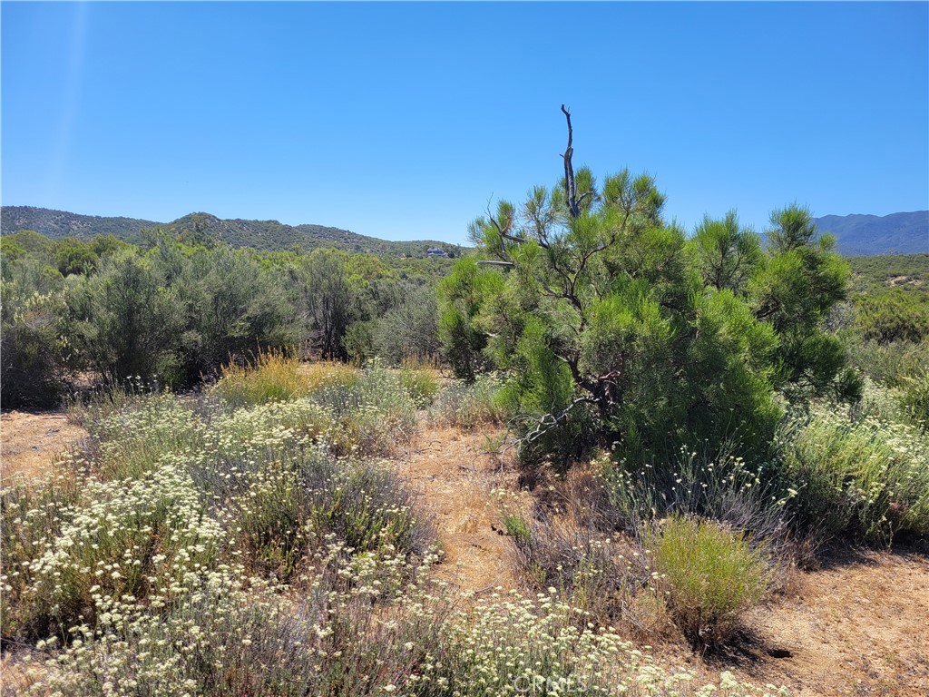 a view of a yard with a tree