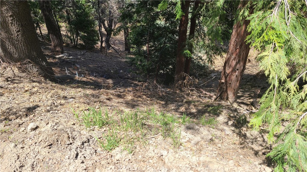 a view of a forest with trees