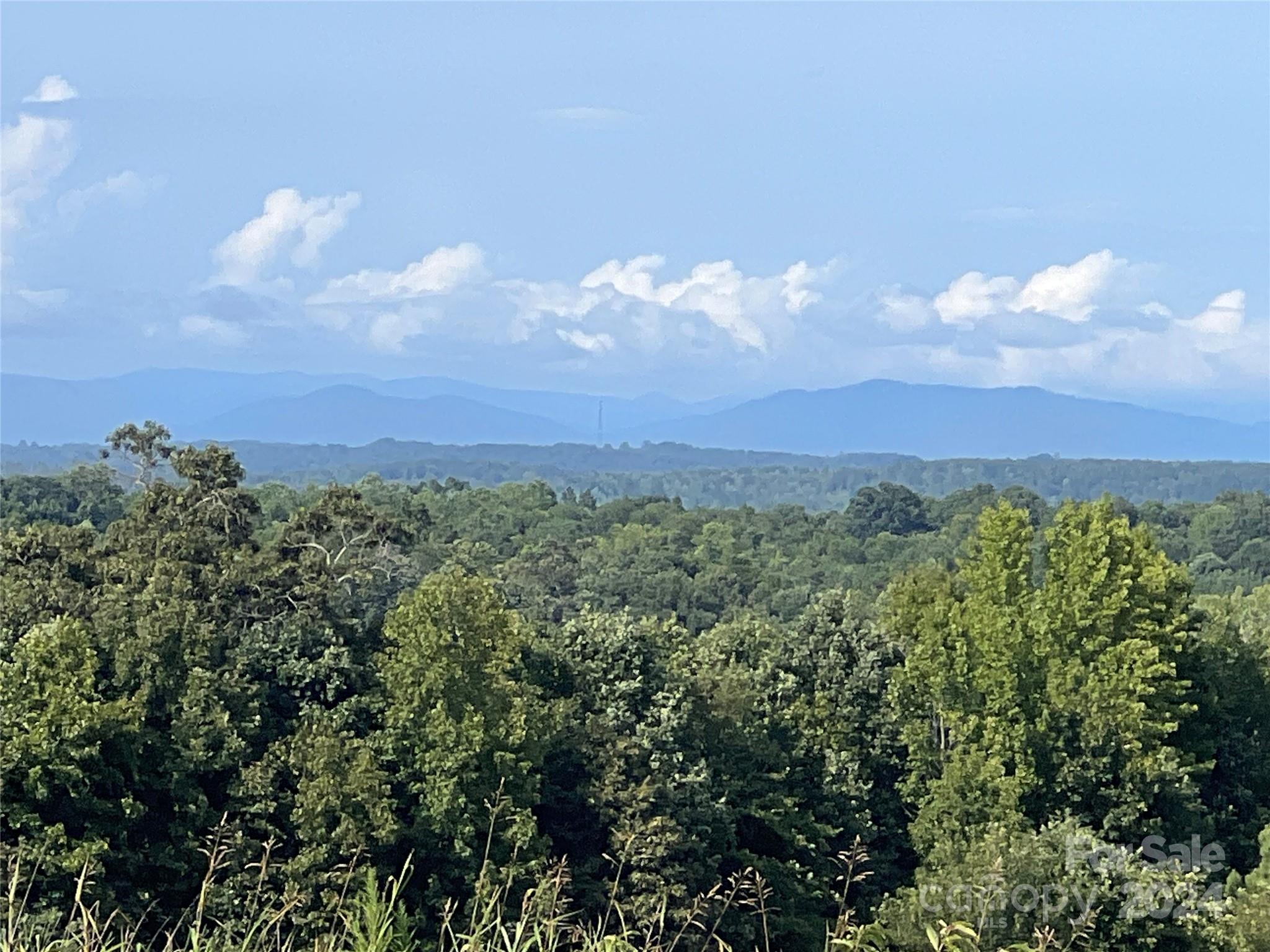 view of a bunch of trees