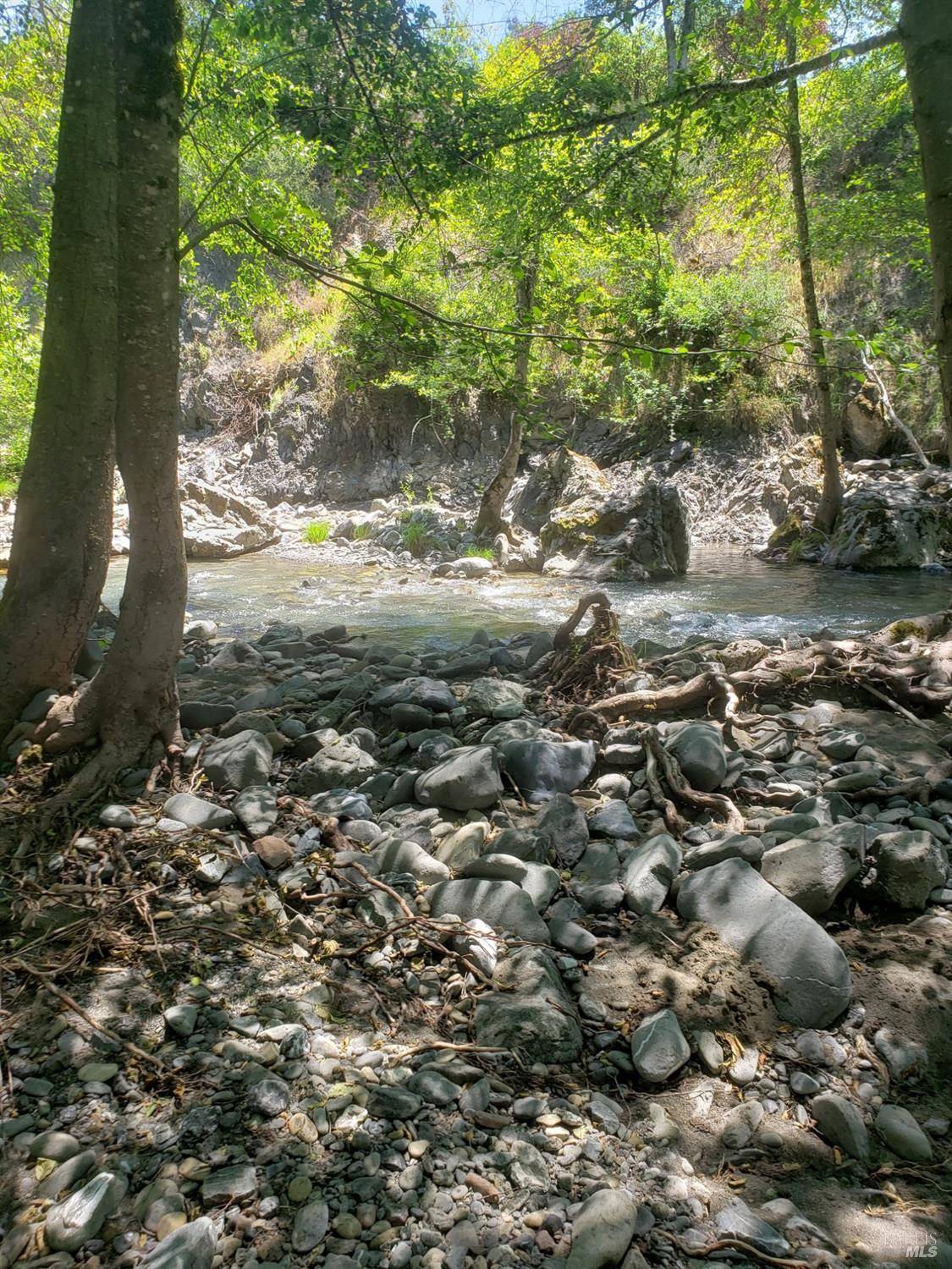 a view of a forest with trees