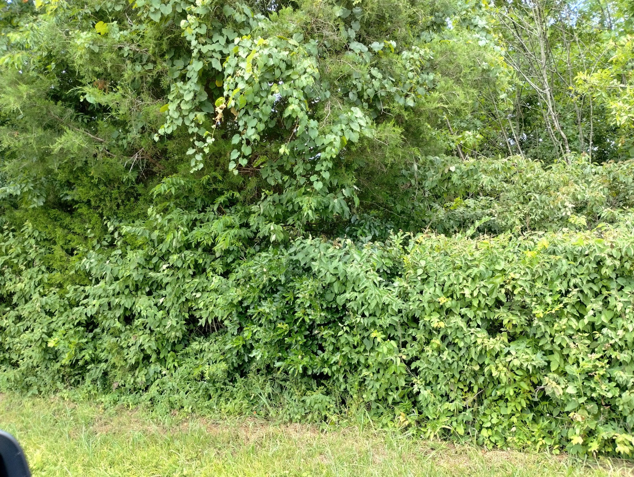 a view of a lush green forest