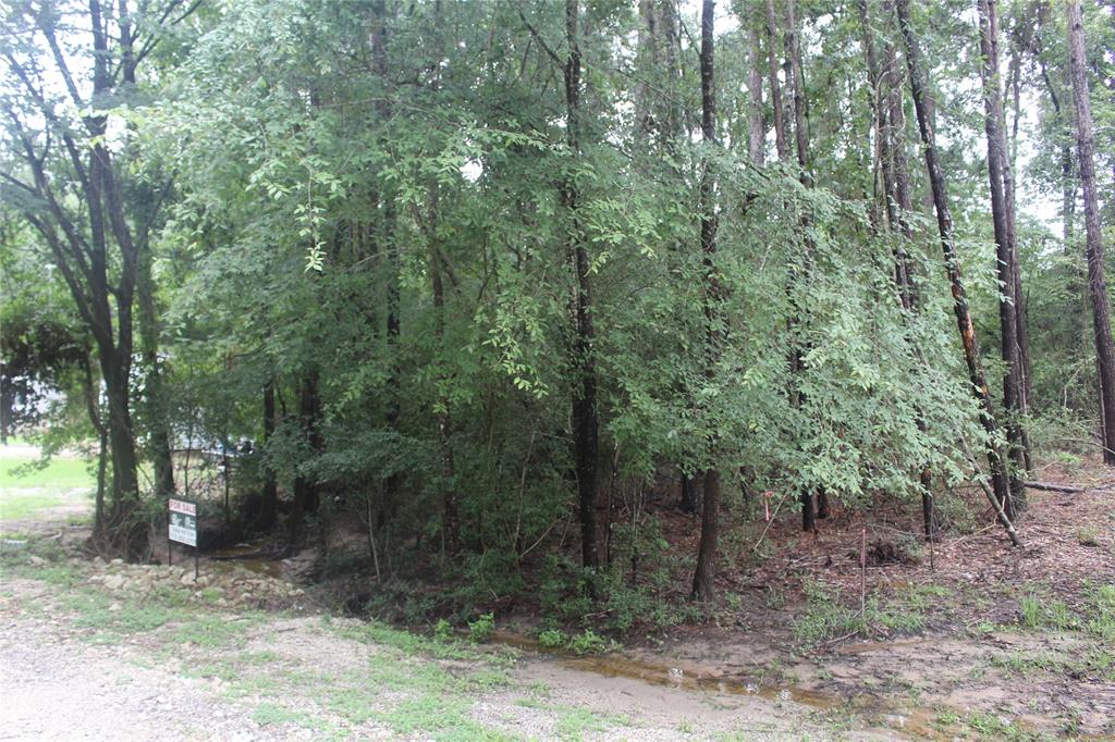 a view of a forest with trees in the background