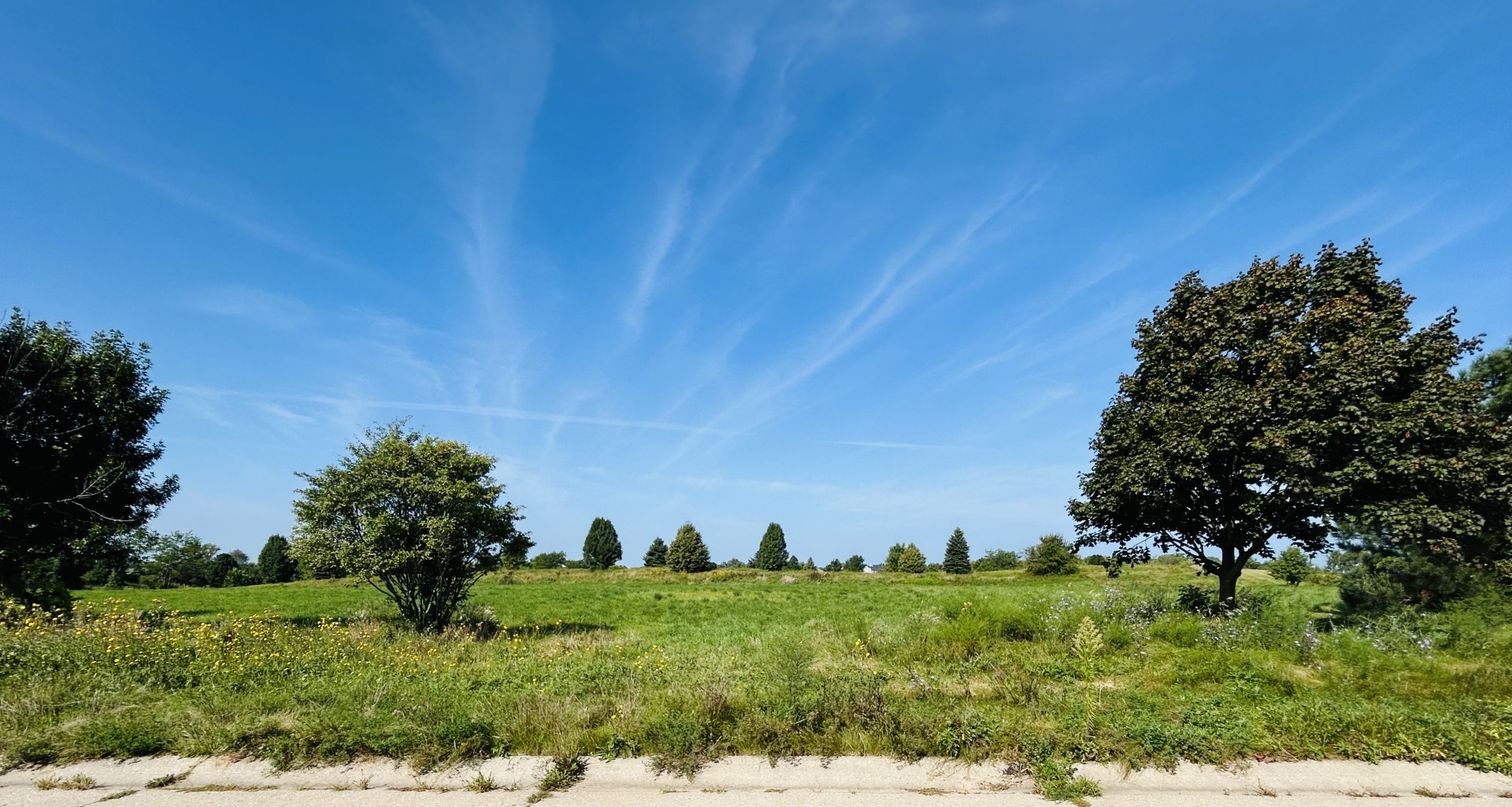 a view of a field with a tree in the background