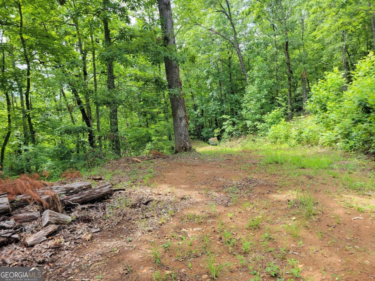 a view of a dirt road with large trees