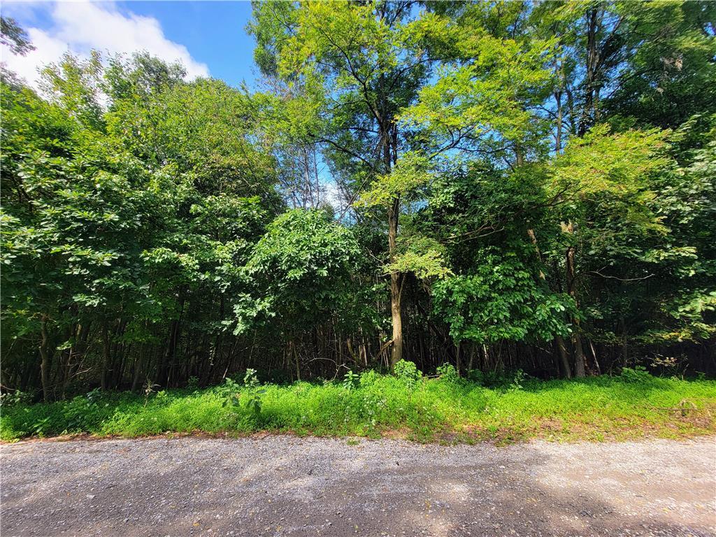 a backyard of a house with trees and plants