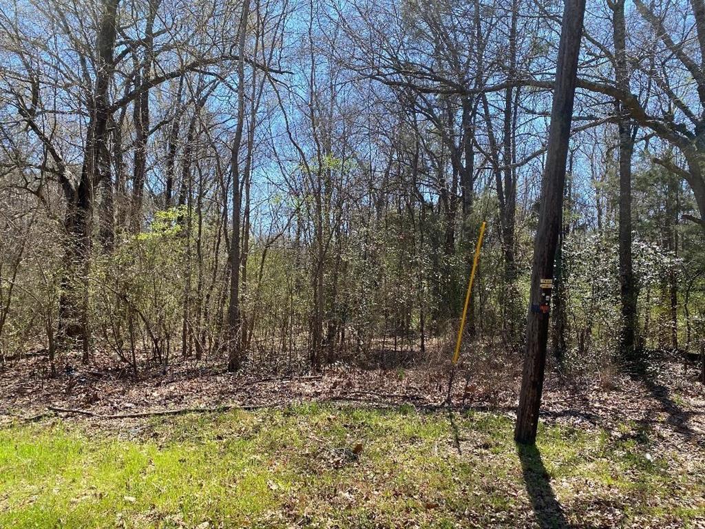 a view of a yard with trees