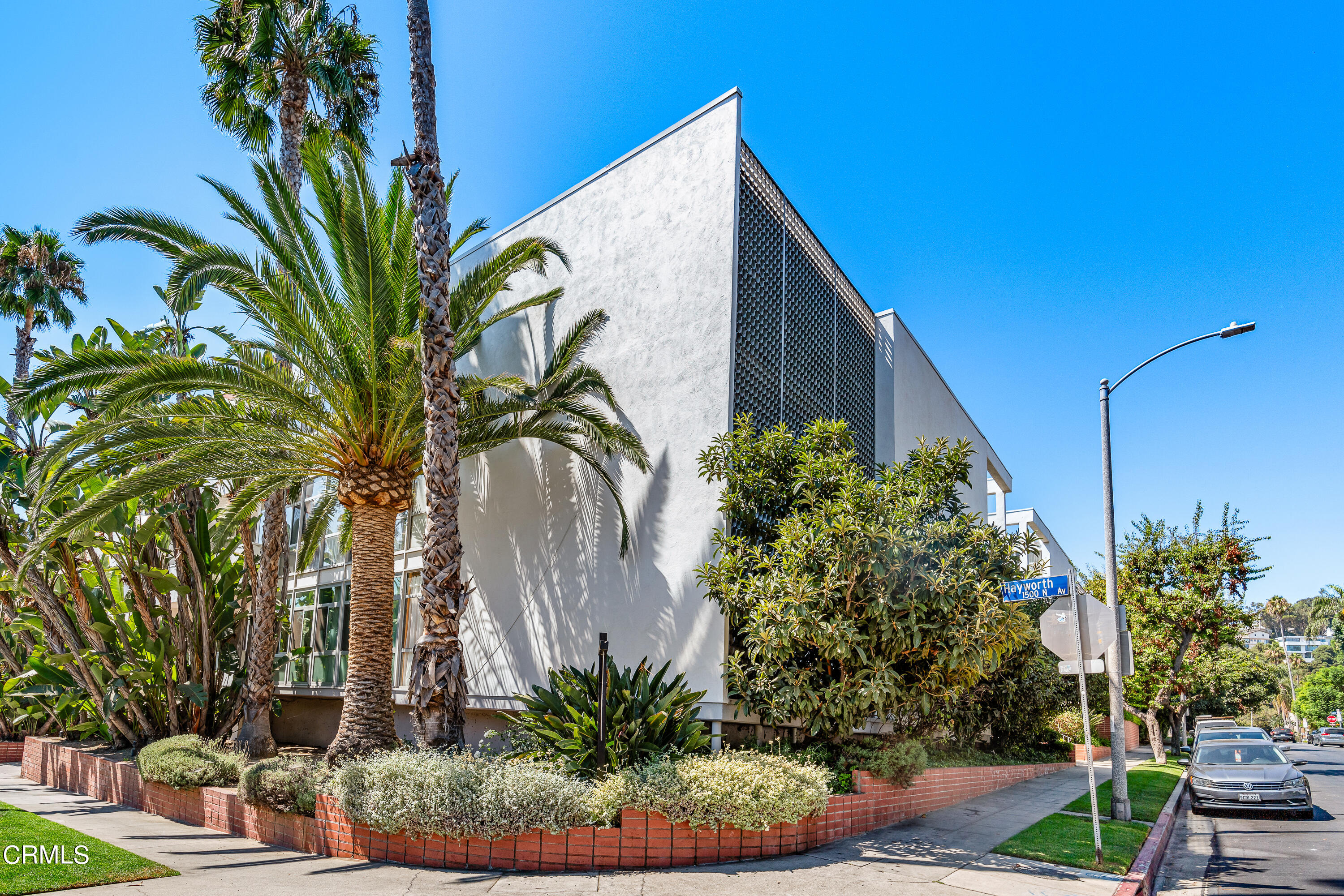 a view of a palm plant with a palm tree