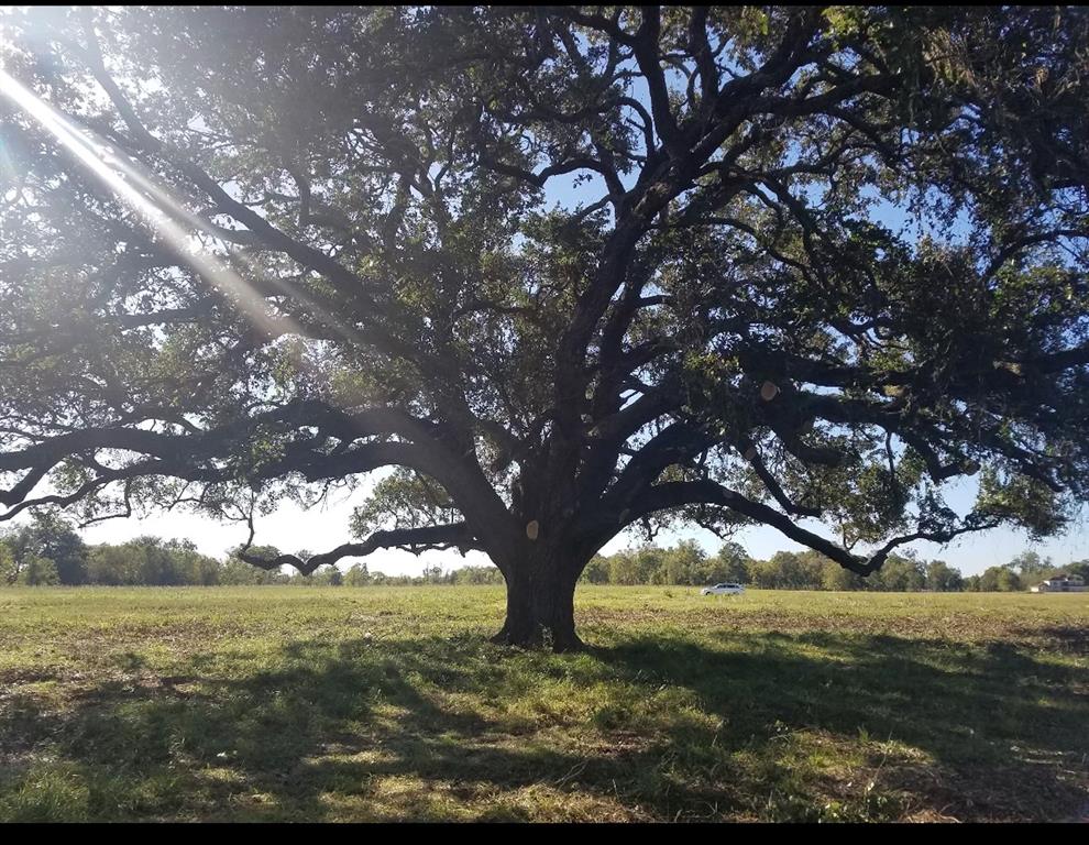 a view of a large trees with lots of trees