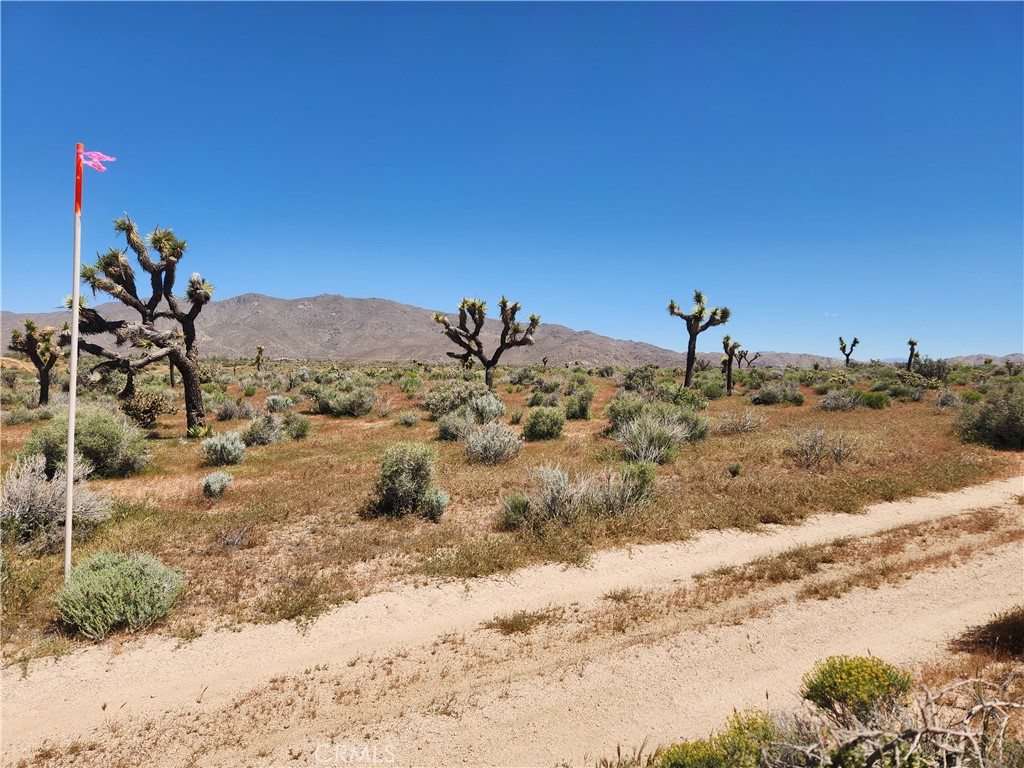 a view of a dry yard